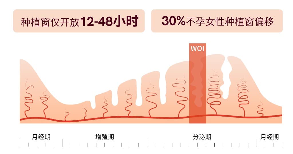 种植窗(WOI)示意图:月经期、增殖期、分泌期与种植窗